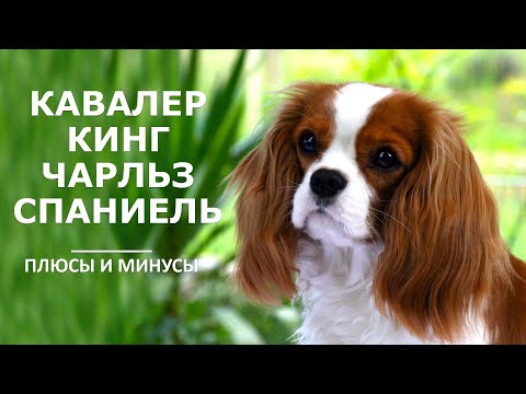 КАВАЛЕР КИНГ ЧАРЛЬЗ СПАНИЕЛЬ. Плюсы и минусы породы CAVALIER KING CHARLES SPANIEL