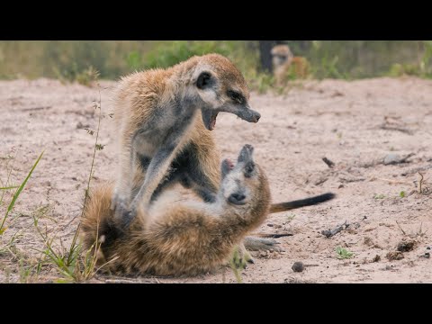 Сурикат — агрессивный родственник мангуста. Клановые войны, разделение труда, матриархат.