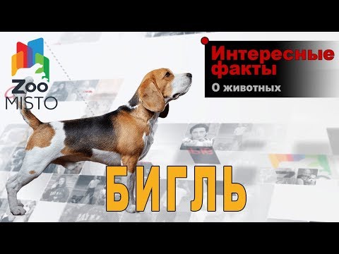 Бигль - Интересные факты о породе | Собака породы бигль