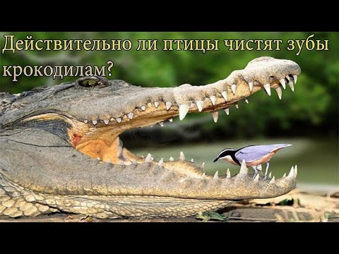 Действительно ли птицы чистят зубы крокодилам?
