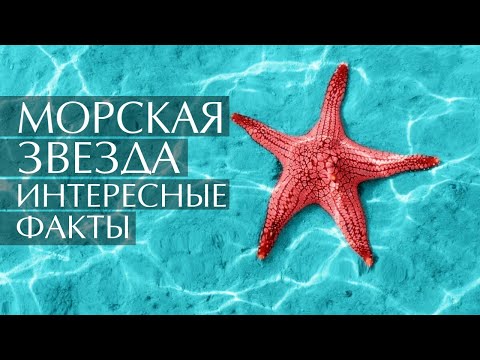 Морская звезда - интересные факты