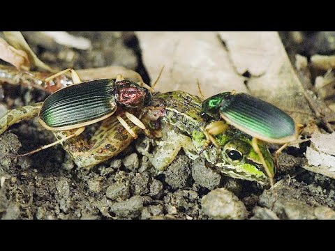 ЖУЖЕЛИЦЫ В ДЕЛЕ! Эти маленькие, агрессивные и голодные жуки, нападают на всех!