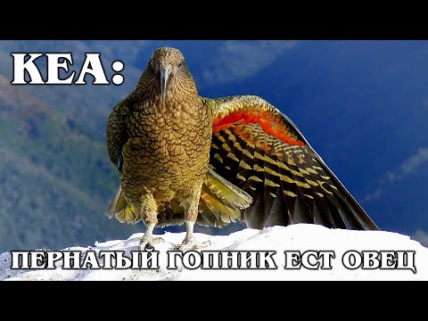 КЕА: Пернатый Эйнштейн с токсичным характером | Интересные факты про попугаев