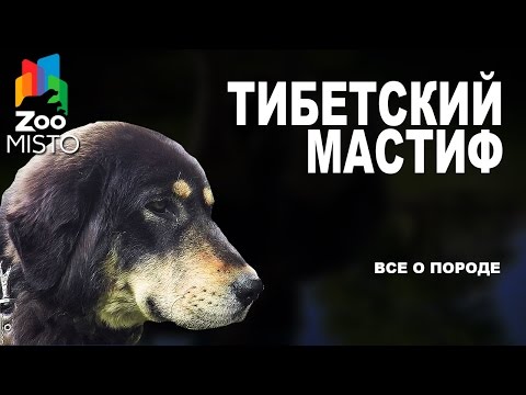 Тибетский Мастиф - Все о породе собаки | Собака породы - Тибетский Мастиф