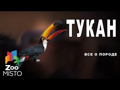 ТУКАН - Все о ВИДЕ ПТИЦЫ| ВИД ПТИЦ - ТУКАН