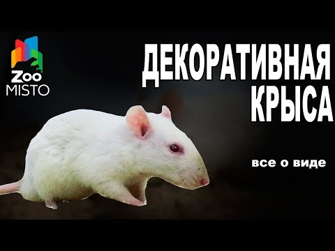 Декоративная Крыса - Все о виде грызуна | Вид грызуна - Декоративная Крыса