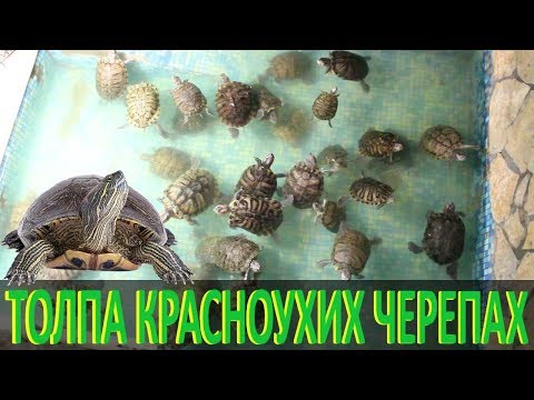 Толпа красноухих черепах!