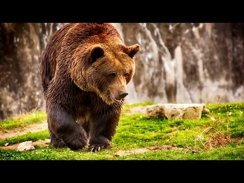 Интересные факты - Медведь