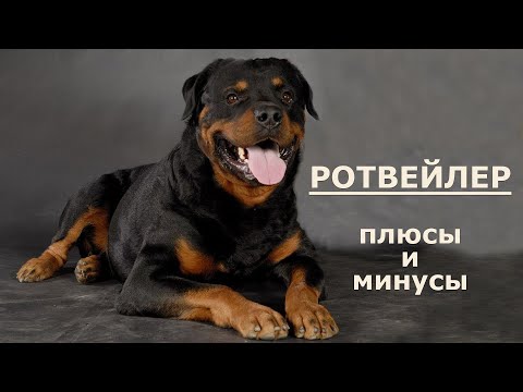 РОТВЕЙЛЕР. Плюсы и минусы породы ROTTWEILER