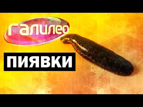 Галилео. Пиявки 💉 Leeches