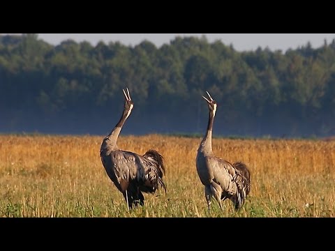 Журавли. Осенние крики. Common crane. Autumn songs.