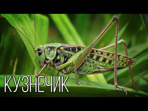 Кузнечик: Ночной скрипач | Интересные факты про насекомых