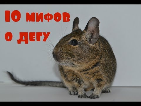 10 мифов о дегу