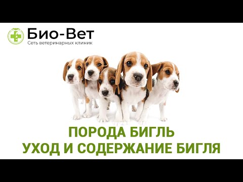 Порода Бигль 🐶 Уход и Содержание // Сеть Ветклиники БИО-ВЕТ