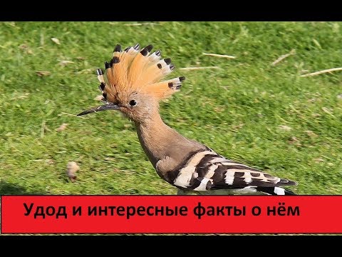 Удод и интересные факты о нём