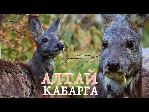 Алтай: КАБАРГА - олень с клыками | Film Studio Aves