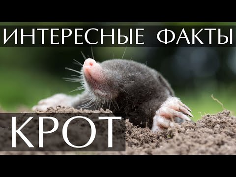 Интересные факты о Кротах