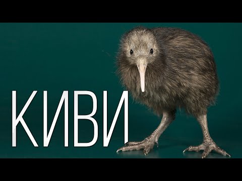 Киви: Доисторическая птица с самыми большими яйцами | Интересные факты про птицу киви