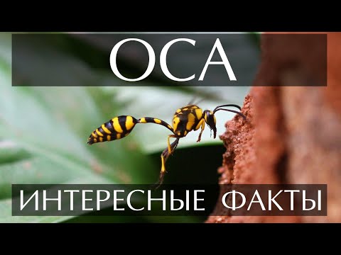 Оса - интересные факты