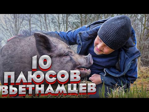 Вьетнамские свиньи. 10 плюсов и мифы о содержании вьетнамских свиней.