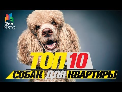 Топ 10 собак для квартиры\Top dogs for the apartment