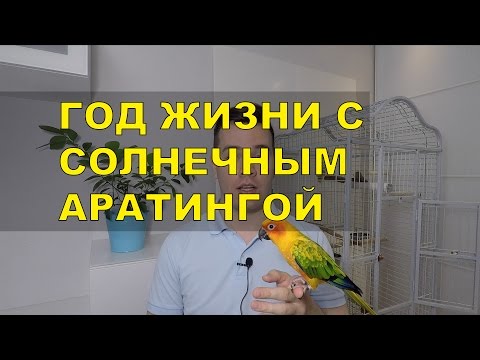 Солнечный Аратинга - мои впечатления после года жизни.