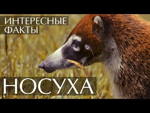 Носуха (Коати) - интересные факты