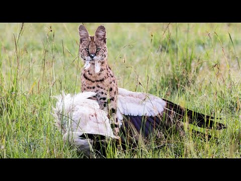 Сервал – Летающий Кот, который Сбивает Птиц и охотится на ЗМЕЙ!