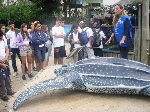 Кожистая черепаха – это самая крупная в мире черепаха длину тела 2,6 метра, а массу порядка 920 кг