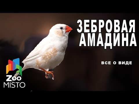 Зебровая амадина - Все о виде птицы |Вид птицы - Зебровая амадина