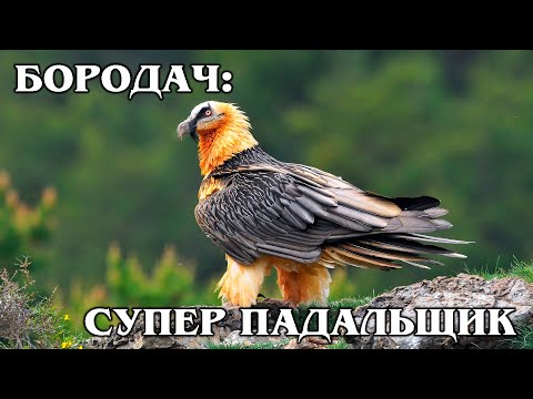БОРОДАЧ (ЯГНЯТНИК): Главный пернатый &quot;санитар&quot; гор | Интересные факты про птиц