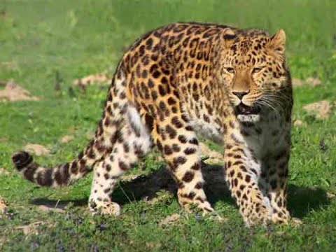 Переднеазиатский Леопард интересные факты