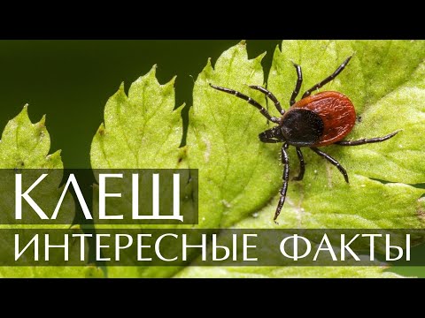 Клещ - интересные факты