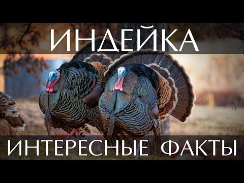 Индейка - интересные факты