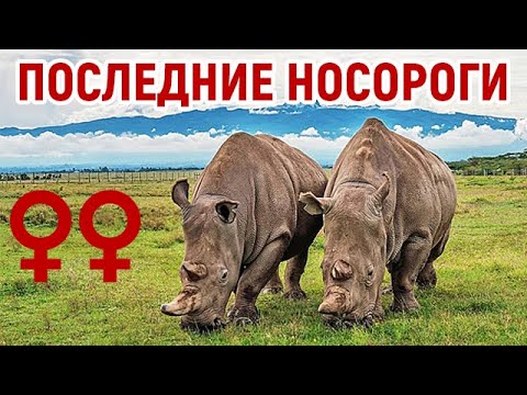Как спасти северных белых носорогов, если осталось только две самки?