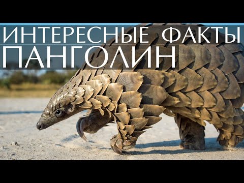 Панголин - интересные факты