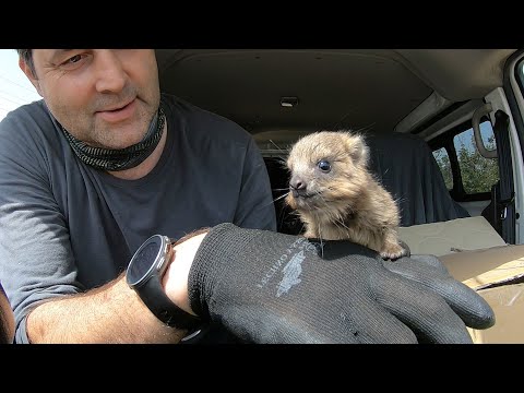 Родственник африканских слонов. Даман - очень необычный найдёныш.