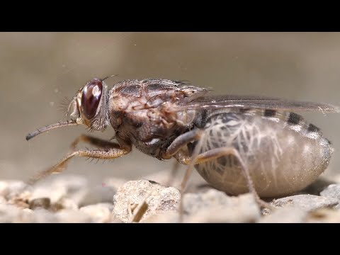 МУХА ЦЕЦЕ - САМОЕ ОПАСНОЕ НАСЕКОМОЕ АФРИКИ || ЖИВАЯ ЗЕМЛЯ ©