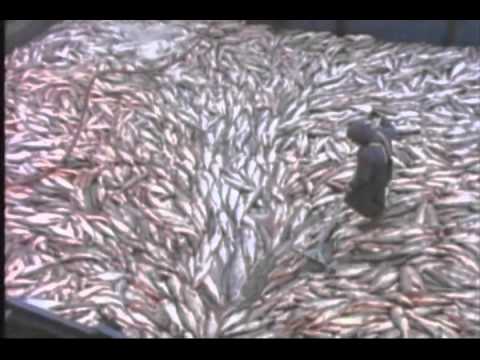 Видео жизненный цикл лосося, нерест.f4v