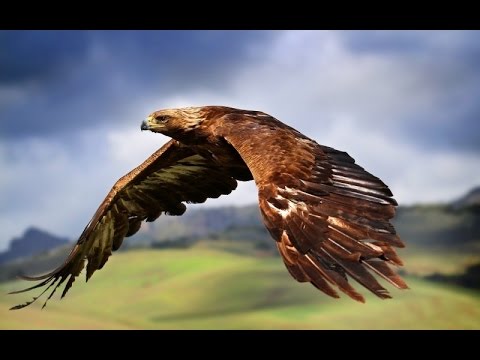 Сила хищных птиц (Документальные фильмы, передачи HD)