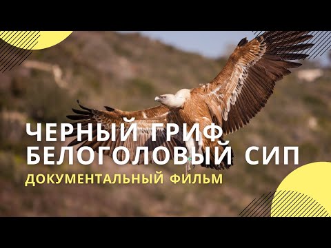 «Черный гриф. Белоголовый сип» | Документальный фильм