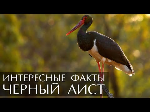 Черный Аист - интересные факты