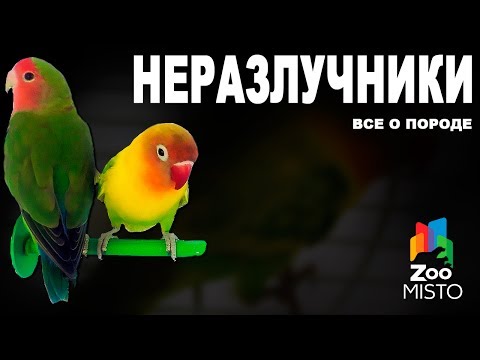 Неразлучники - Все о породе попугаев | Попугай породы - Неразлучник