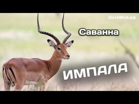 Импала. Энциклопедия для детей про животных. Саванна