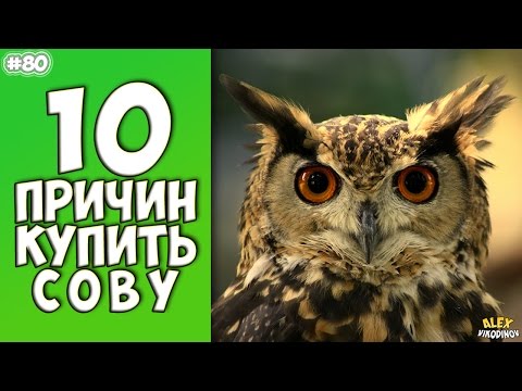 10 причин купить сову - Интересные факты!