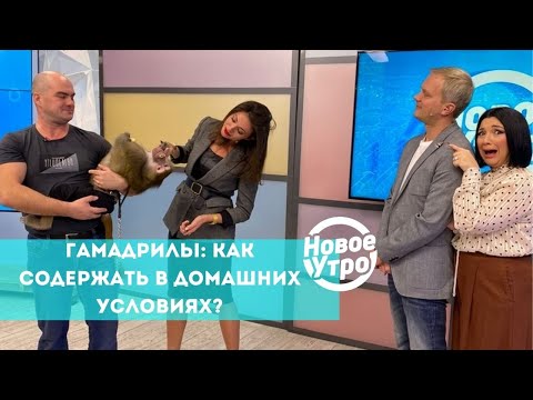 Гамадрилы: как содержать в домашних условиях?