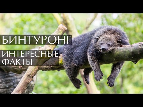 Бинтуронг - интересные факты