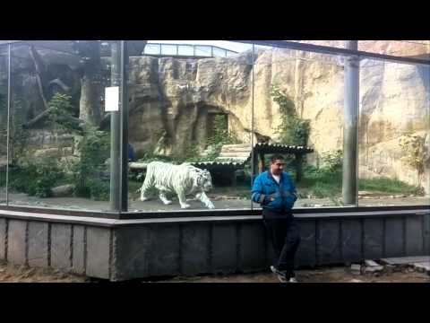 Тигр нападает на человека (московский зоопарк)
