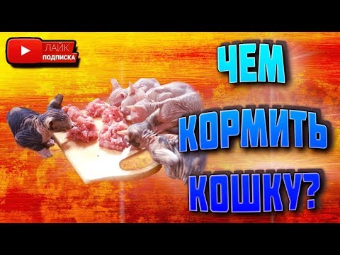 Чем кормить кошку ? | что кушает сфинкс | канадский сфинкс | лысая киска