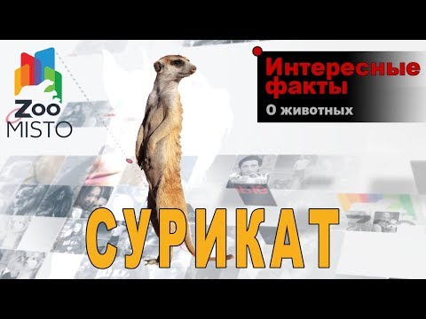 Сурикат - Интересные факты о виде | Вид млекопитающих сурикат